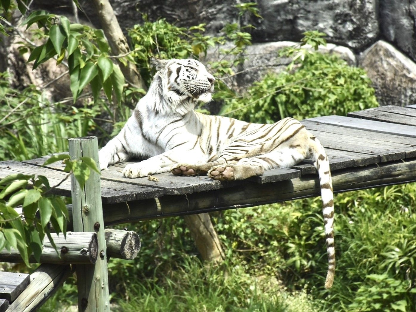 繼大象阿里 壽山動物園白老虎「昭海」伴高雄14載也走了