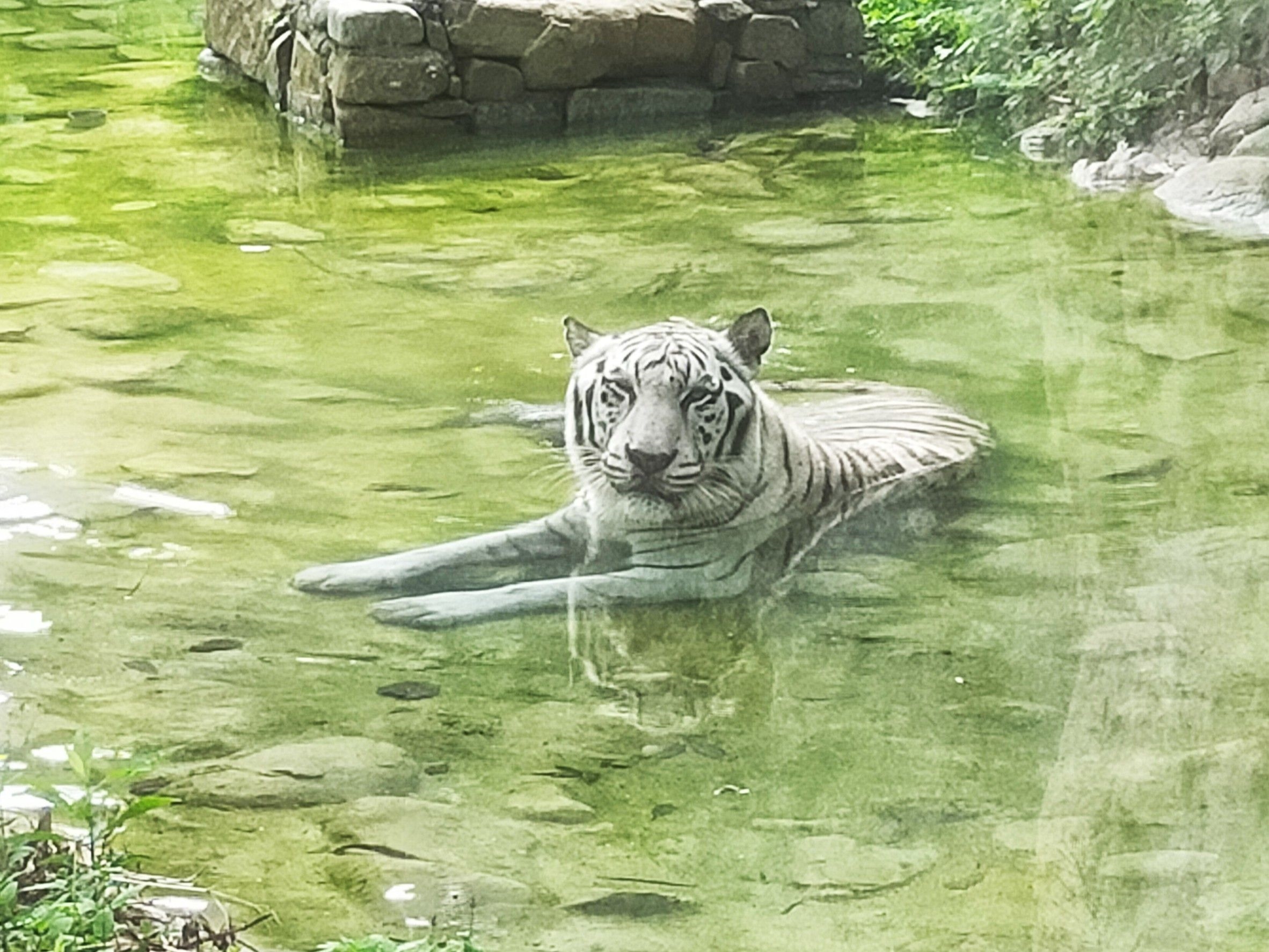 繼大象阿里 壽山動物園白老虎「昭海」伴高雄14載也走了