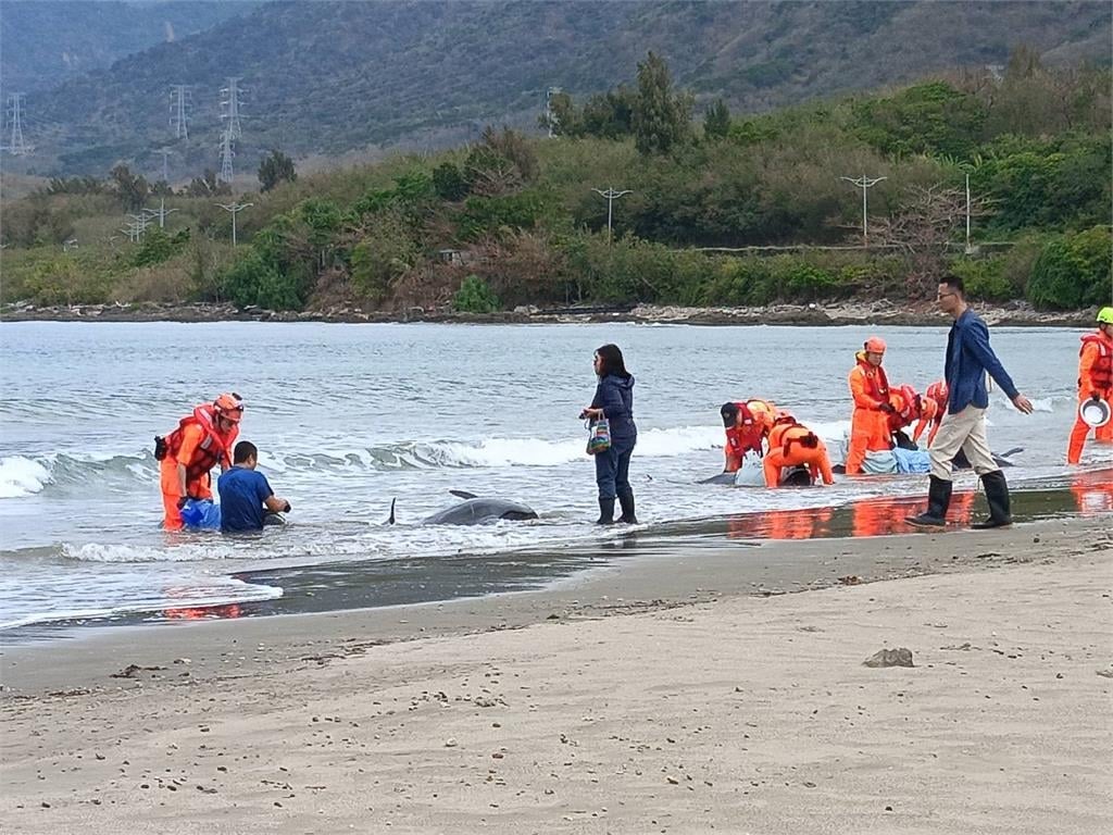 快新聞／屏東海口沙灘驚傳11隻小虎鯨集體擱淺！4隻已死亡　7隻搶救中