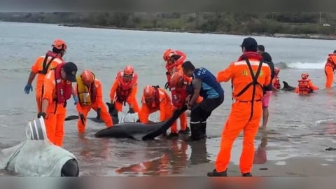 屏東海口沙灘驚傳11隻小虎鯨集體擱淺!4隻已死亡 7隻搶救中