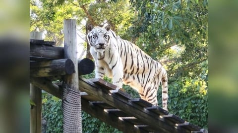 再見！19歲圓滿謝幕　壽山動物園白虎「昭海」高齡過世