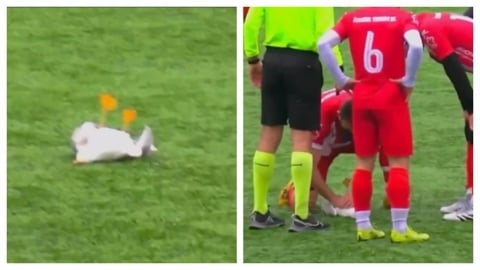 足球(影)/踢中海鷗差點釀成悲劇!隊長「CPR急救」海鷗神奇甦醒球迷狂讚