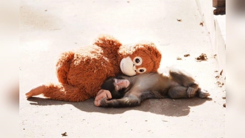 遭母遺棄被霸凌？日本孤兒猴Panchi爆紅　專家揭背後真相