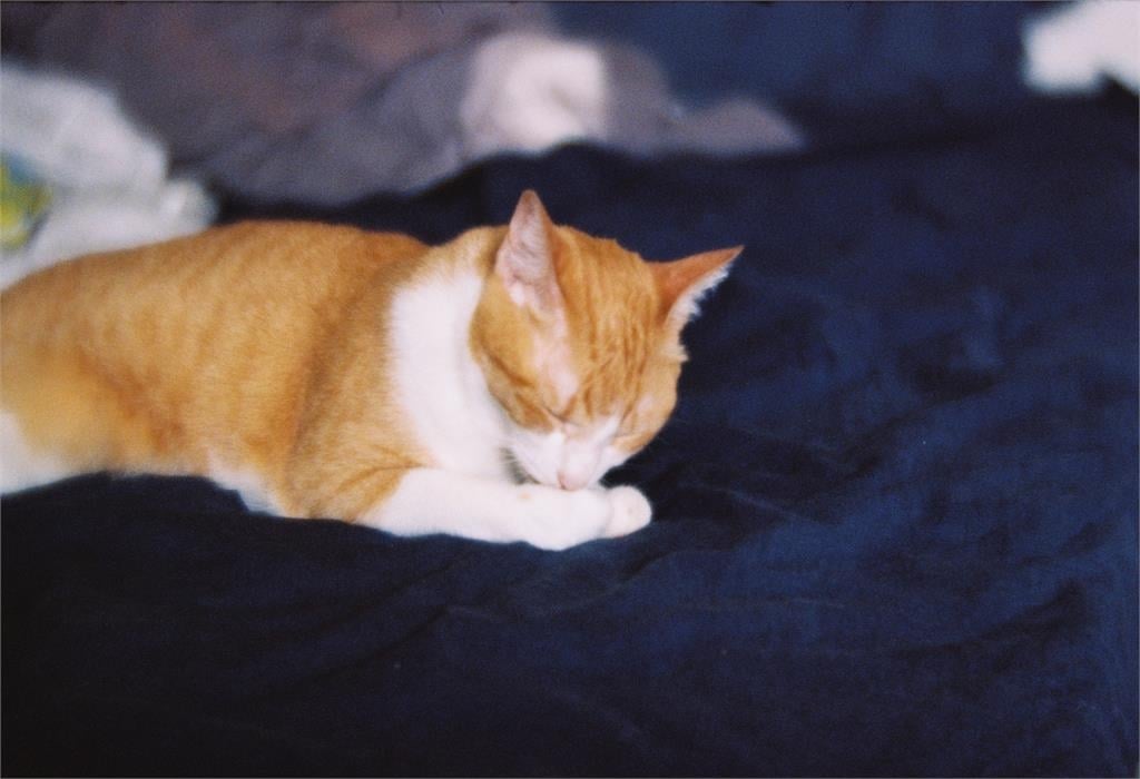 快新聞/貓奴時代來臨!犬貓飼養人口暴增 台灣社會「貓經濟」看漲