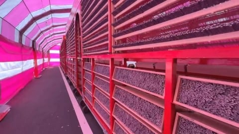 元宵節傳統習俗「偷挽蔥嫁好尪」　鹿耳門天后宮備青蔥供信眾求良緣