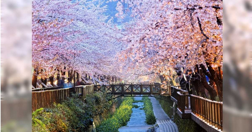 業者表示，錯峰旅遊不僅能避開人潮，且團費與連假有明顯價差，圖為釜山余佐川櫻花道。（圖／旅天下提供）