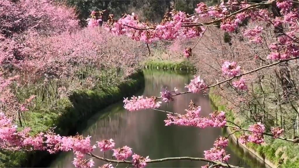 快新聞／出遊快看！南投杉林溪櫻花盛開　「河岸美景」震撼曝光