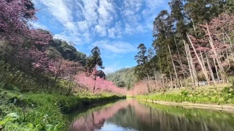 出遊快看！南投杉林溪櫻花盛開　「河岸美景」震撼曝光