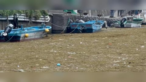 撈不完！銅藻塞滿鼻頭漁港　專家曝元凶