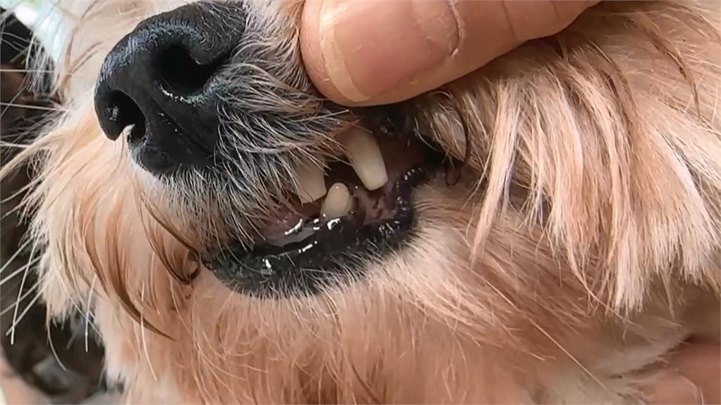 罕見！高雄女遭瑪爾濟斯狠咬　「狗牙卡眼」險失明