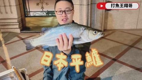 苦潛數小時追夢幻食材　他揭鱸魚王者口感網羨慕