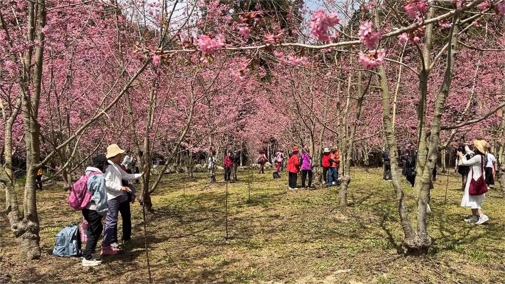 美翻！南投生態園區粉櫻大爆發　櫻花河岸美景連假登場