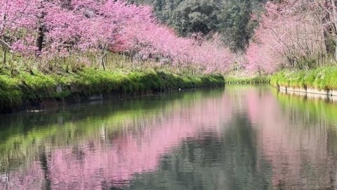 美翻!南投生態園區粉櫻大爆發 櫻花河岸美景連假登場