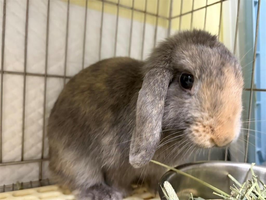 快新聞/新北毛孩爸媽有福了!絕育補助最高2000元 申請資格、期限一次看