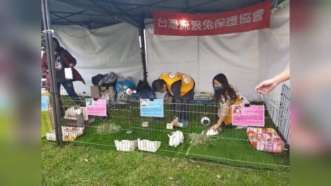 新北毛孩爸媽有福了！寵物絕育補助最高2000元　申請資格、期限曝光