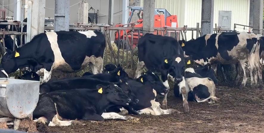 六隻乳牛「揪團」摸黑出走　凌晨逆向跑馬路上險象環生