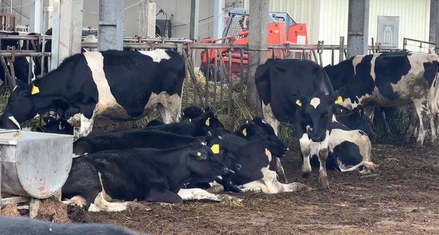 六隻乳牛「揪團」摸黑出走　凌晨逆向跑馬路上險象環生