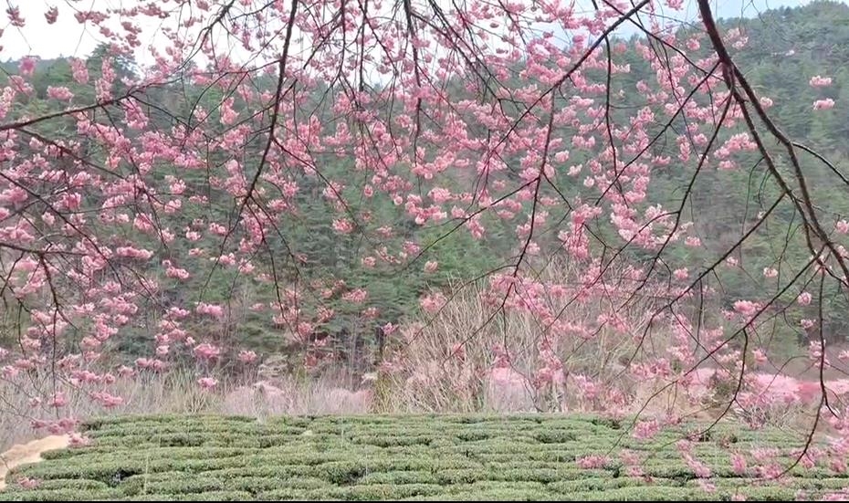 浪漫「櫻吹雪」宛如置身國外　雪霸武陵三色花接力盛開！