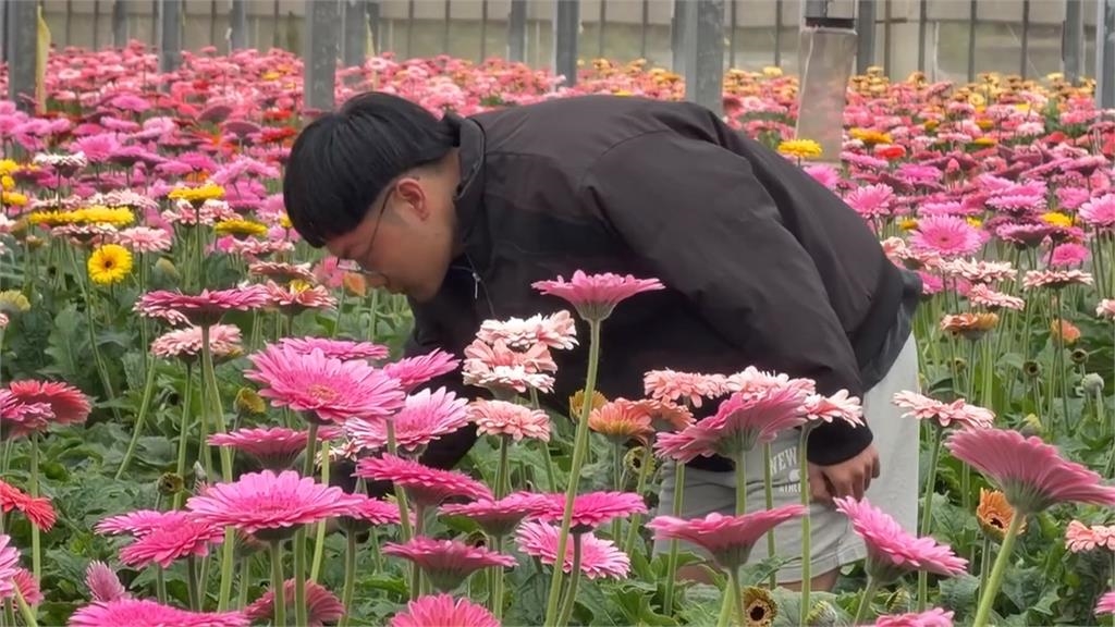 價格下降"賣多賠多"! 彰化花農"開放菊花免費採摘"