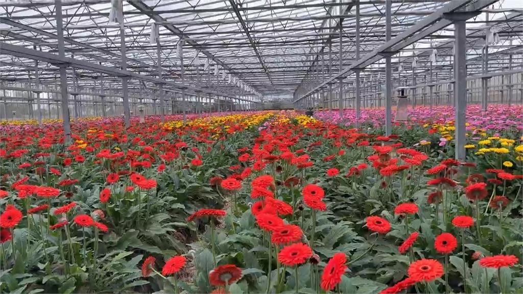 價格下降"賣多賠多"! 彰化花農"開放菊花免費採摘"