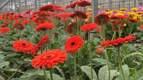 價格下降"賣多賠多"! 彰化花農"開放菊花免費採摘"