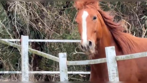 童遭馬咬傷！ 一審免賠二審改判賠71萬 　清境農場：尊重司法