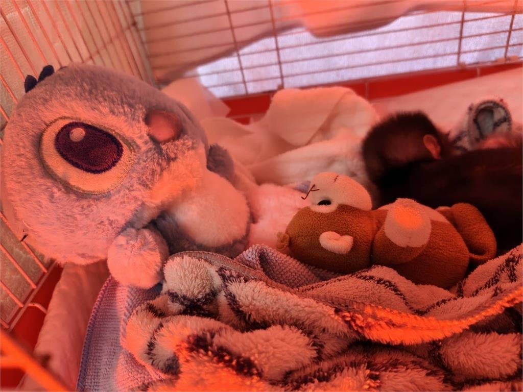 快新聞／高雄壽山動物園驚現「台版Panchi」！不到一個月小猴遭拾獲　抱棉被取暖