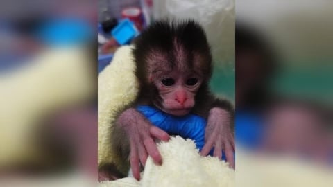 高雄壽山動物園驚現「台版Panchi」！不到一個月小猴遭拾獲　抱棉被取暖