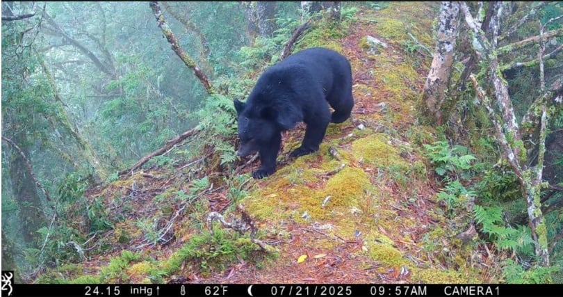 臺灣黑熊自由自在地在玉山園區活動。（圖／玉管處提供）
