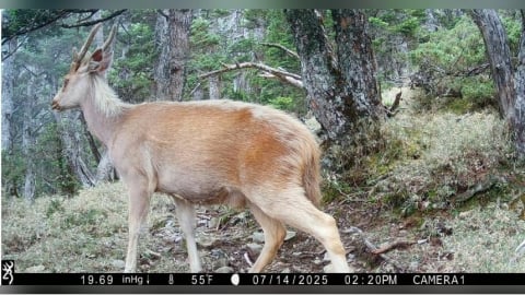 誰在玉山深夜漫步？長期監測揭生物神秘面紗　山獸神「白色聖鹿」驚喜入鏡