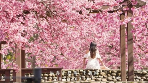 免飛日本！台中「福壽山農場」櫻花漸綻放　美景令人屏息