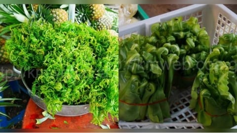 熬夜壓力大必吃? 醫點名2野菜抗氧化、抗發炎:每週1至2次入菜