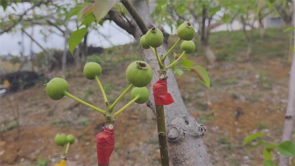 有夠慘！！　苗栗高接梨穗「假性著果」　梨農翻接三次損失慘重