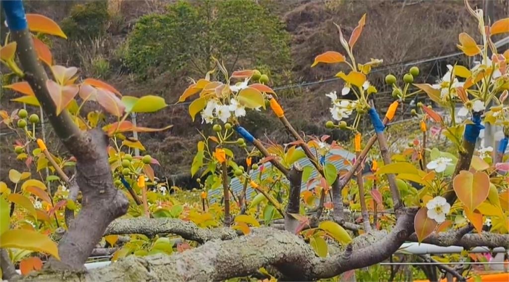 有夠慘！！　苗栗高接梨穗「假性著果」　梨農翻接三次損失慘重