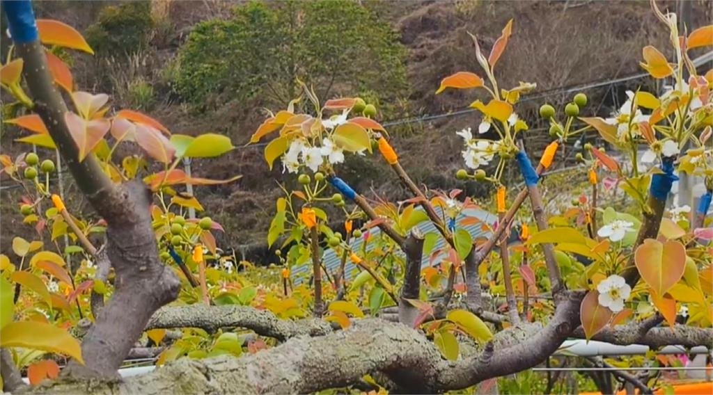 有夠慘！！　苗栗高接梨穗「假性著果」　梨農翻接三次損失慘重