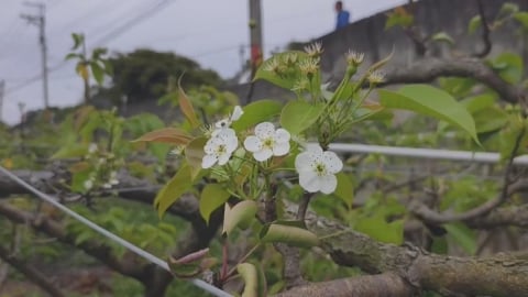 有夠慘！！　苗栗高接梨穗「假性著果」　梨農翻接三次損失慘重