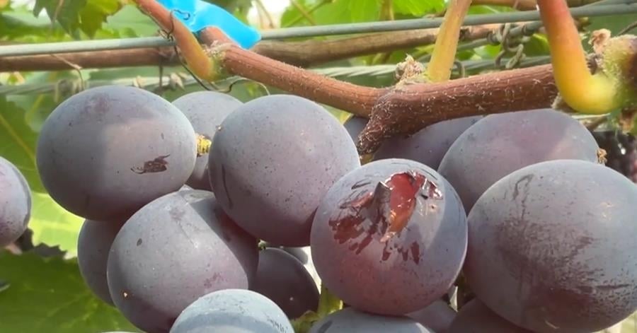 血葡萄？　葡萄農活捉八哥鳥　「射水槍」涉虐惹議