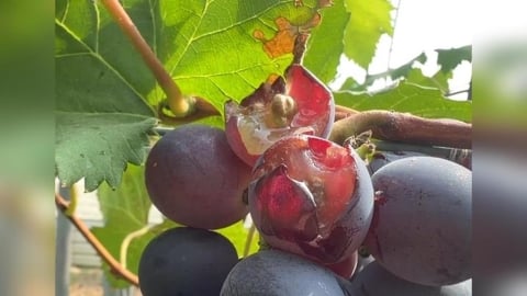 血葡萄？　葡萄農活捉八哥鳥　「射水槍」涉虐惹議