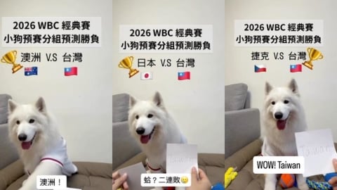 經典賽／前3戰勝負100%全命中！神準片段流出「最後一戰」靈犬這樣選