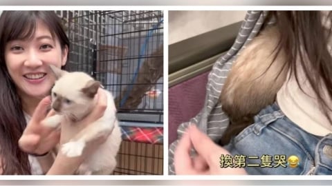 林逸欣送養幼貓搭高鐵惹議！抱出外出籠安撫挨轟　認錯：太無知了