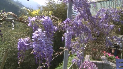 浪漫山城之旅！　嘉義瑞里紫藤花季３月登場