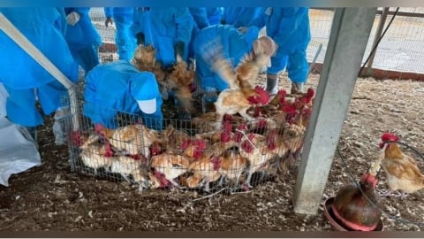 雲林禽流感確診H5N1！2.4萬隻雞撲殺　業者疑隱匿疫情恐罰百萬