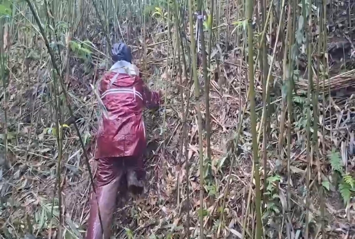 花蓮光復鄉箭竹筍豐產! 農會號召支持災區農特產
