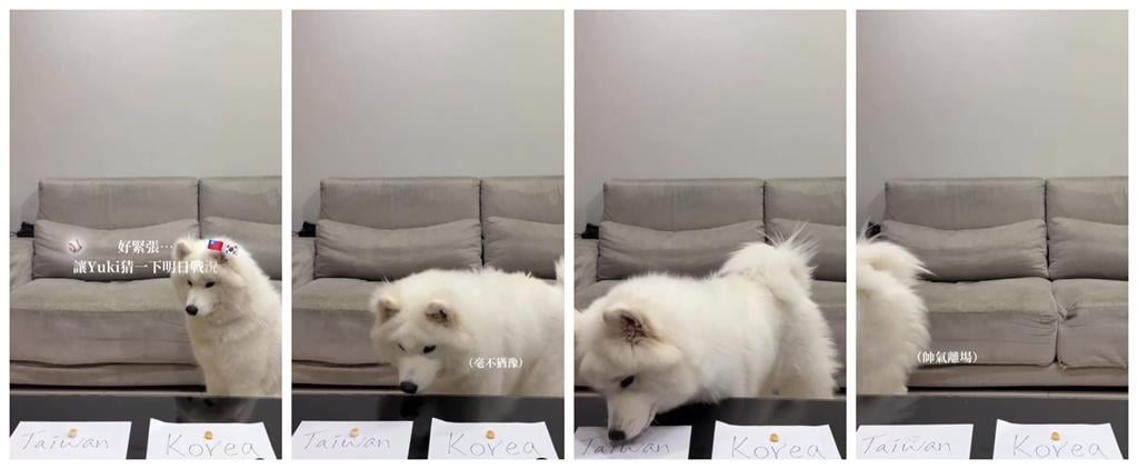 經典賽／台灣隊2勝2敗「4局預測全命中」！網紅薩摩耶吸百萬人朝聖：台灣神犬