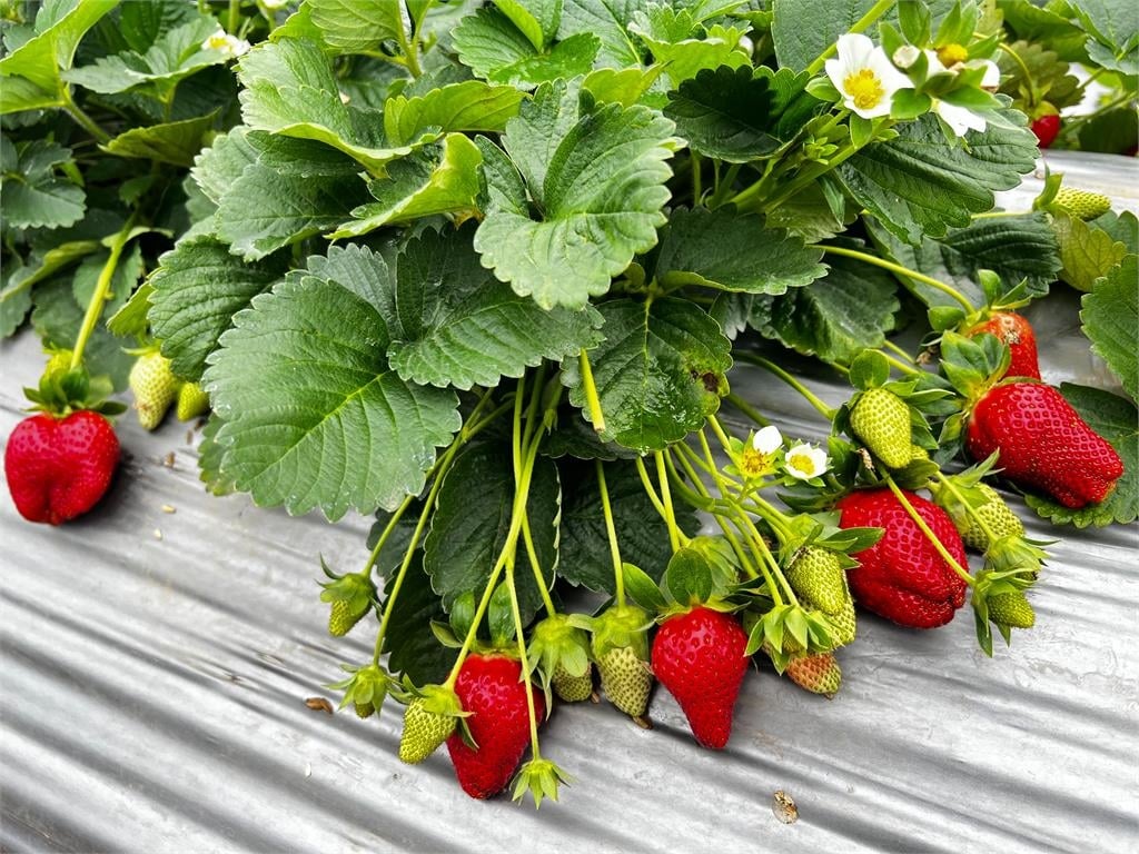搶當「草莓富翁」！　台中街頭驚見貪食蛇人龍搶購草莓