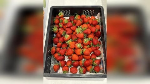 獨／搶當「草莓富翁」！　台中街頭驚見貪食蛇人龍搶購草莓