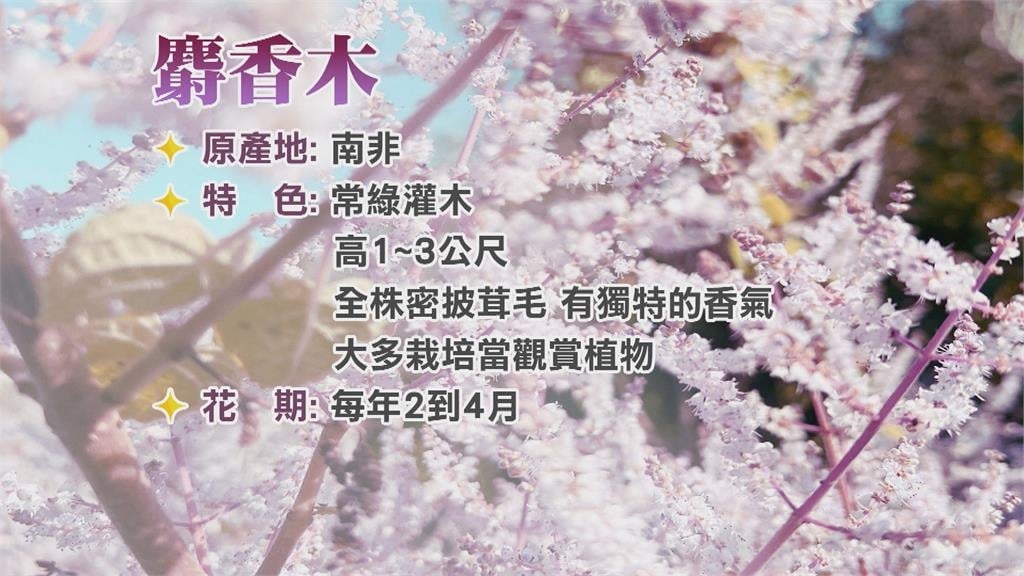 台南南化隱藏版秘境　紫色花海吸引遊客慕名而來