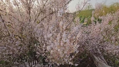 台南南化隱藏版秘境 紫色花海吸引遊客慕名而來