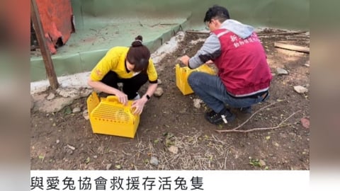 八里餐廳非法展演致大量兔隻死亡　新北動保處：最重可罰200萬