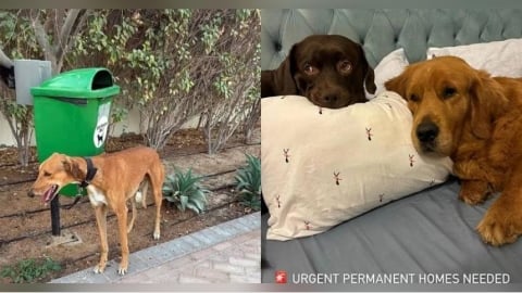 杜拜外籍人士急撤離「寵物丟街上」　獸醫感嘆飼主要求安樂死